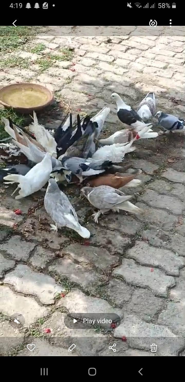 pigeon 0