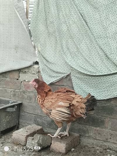  Broody Aseel Murghi for Sale | انڈوں پر بیٹھنے والی
