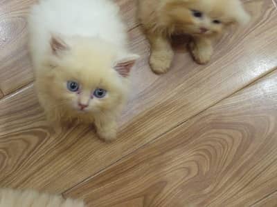 5 lovely kittens looking for new home
