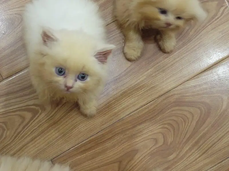 5 lovely kittens looking for new home