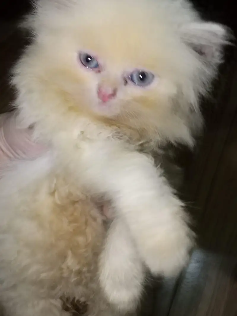 5 lovely kittens looking for new home — photo 2