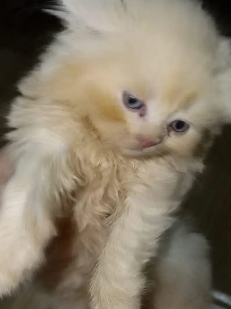 5 lovely kittens looking for new home — photo 3
