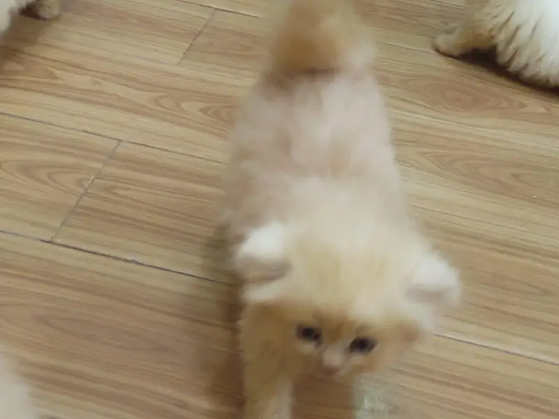 5 lovely kittens looking for new home — photo 4