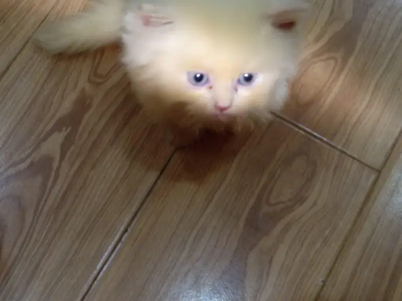 5 lovely kittens looking for new home — photo 5