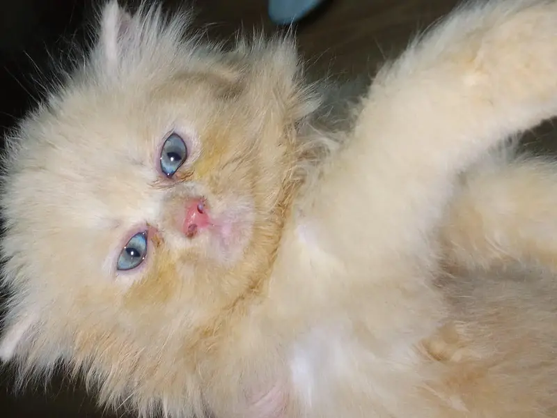 5 lovely kittens looking for new home — photo 6