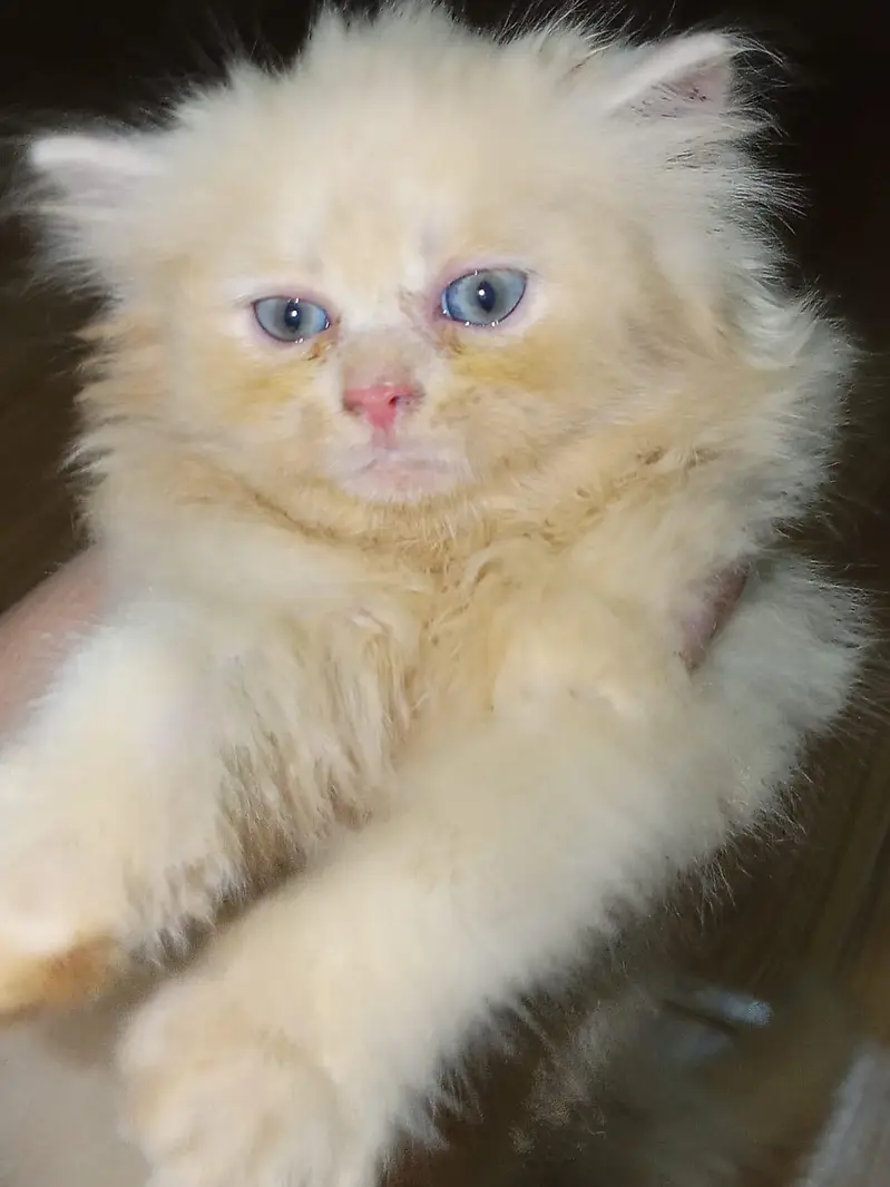 5 lovely kittens looking for new home — photo 8