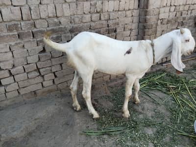 Bakra for sale call me 03225280183