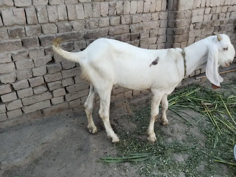 Bakra for sale call me 03225280183