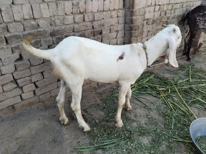 Bakra for sale call me 03225280183 — photo 2