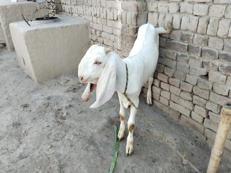 Bakra for sale call me 03225280183 — photo 3