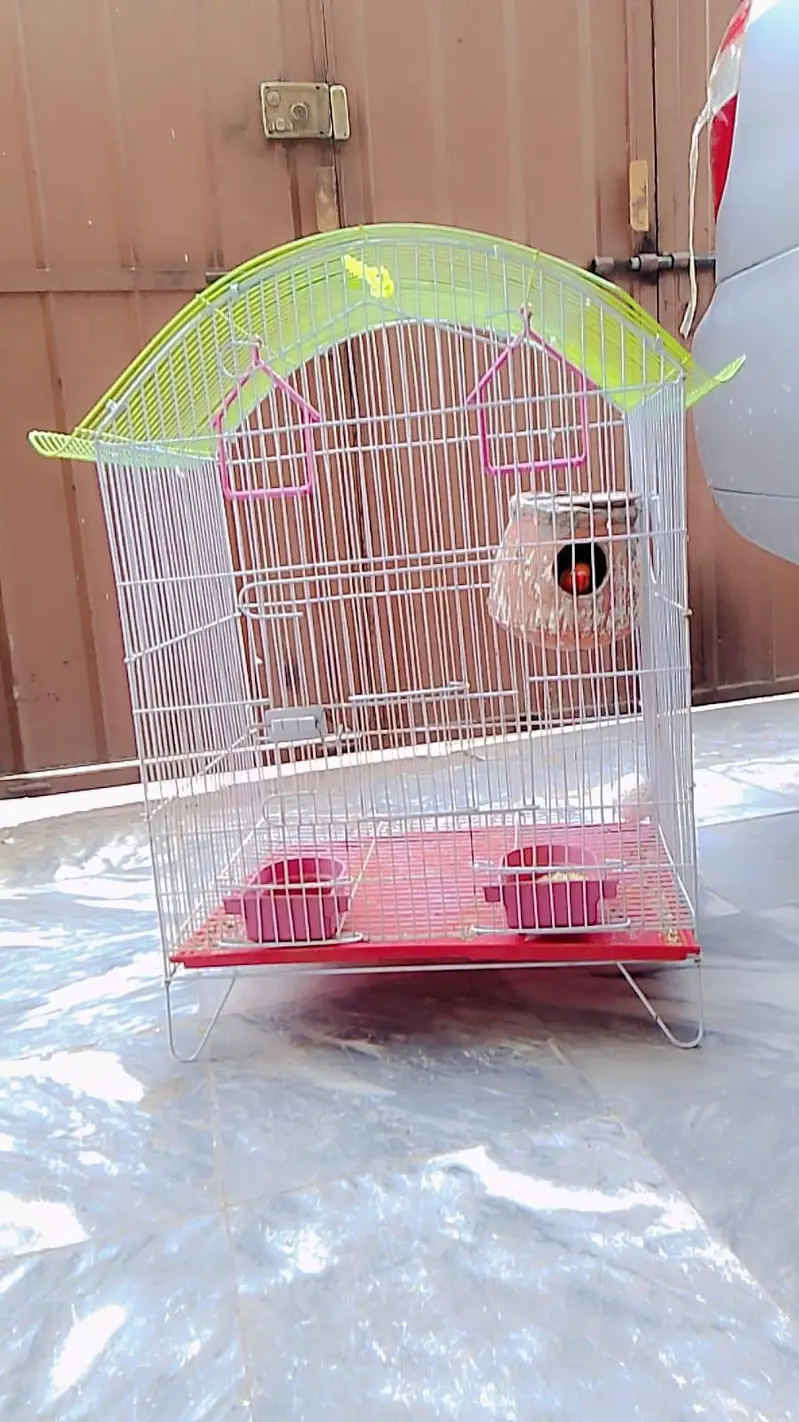 Beautiful  Pairs of love birds, finches and doves with Cages