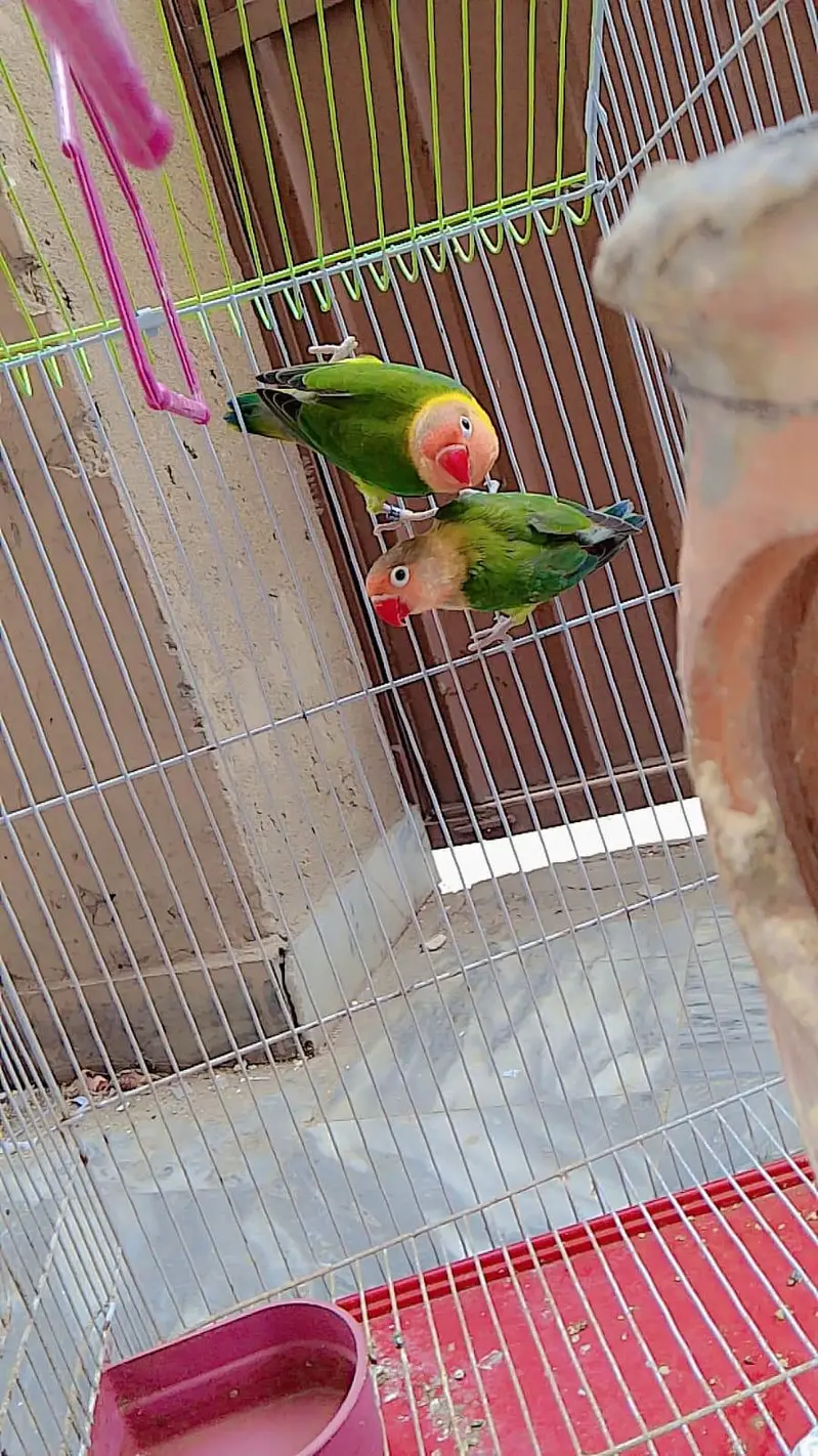 Beautiful  Pairs of love birds, finches and doves with Cages — photo 2