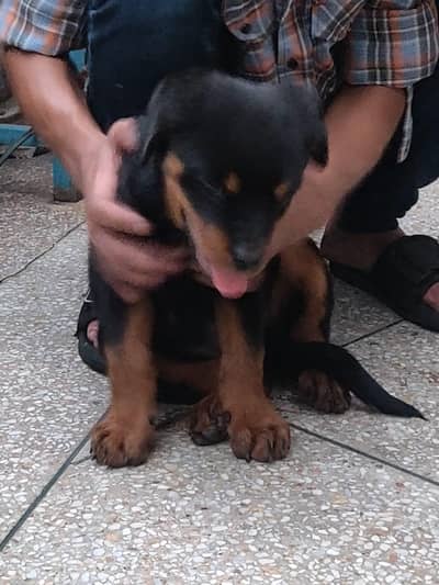 rottweiler pups available