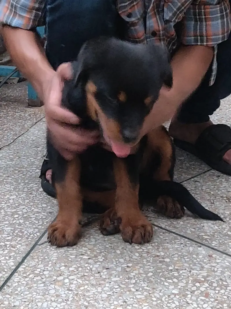 rottweiler pups available