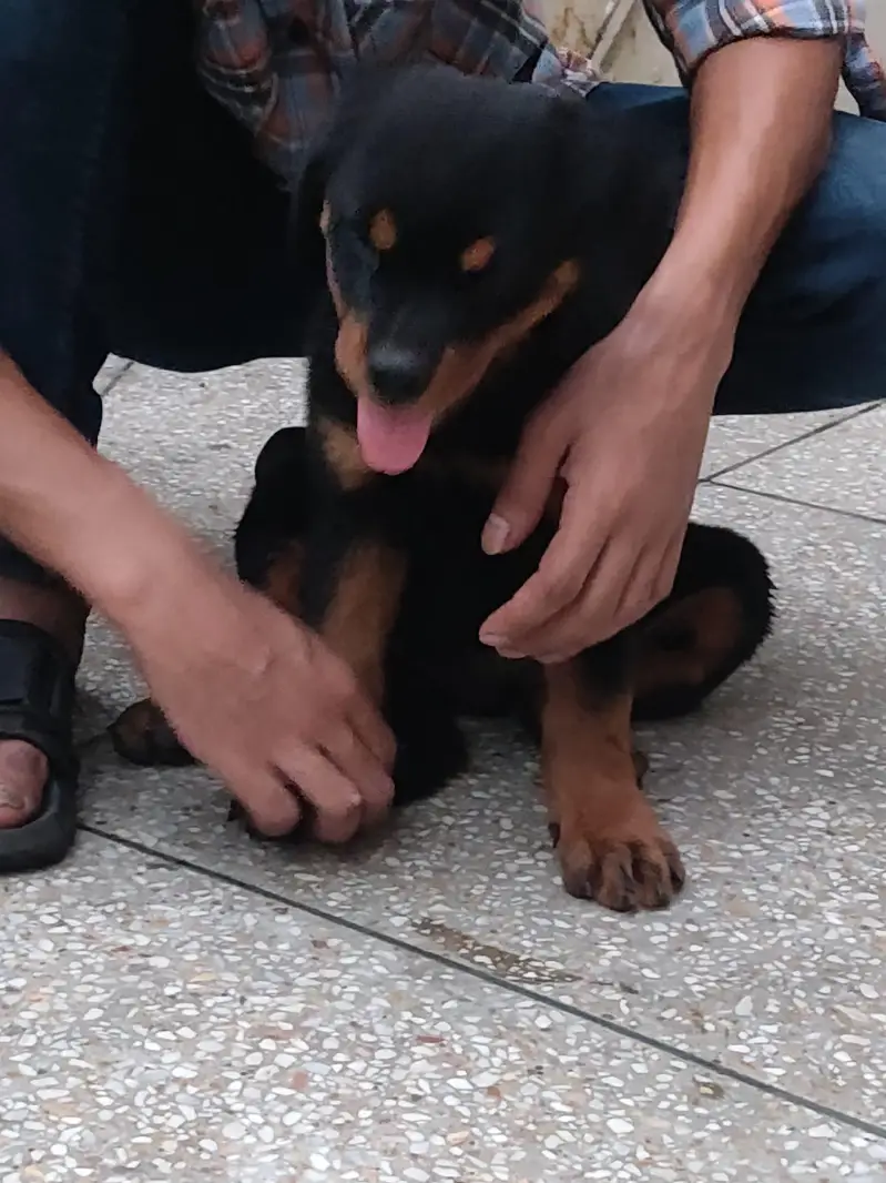 rottweiler pups available — photo 2