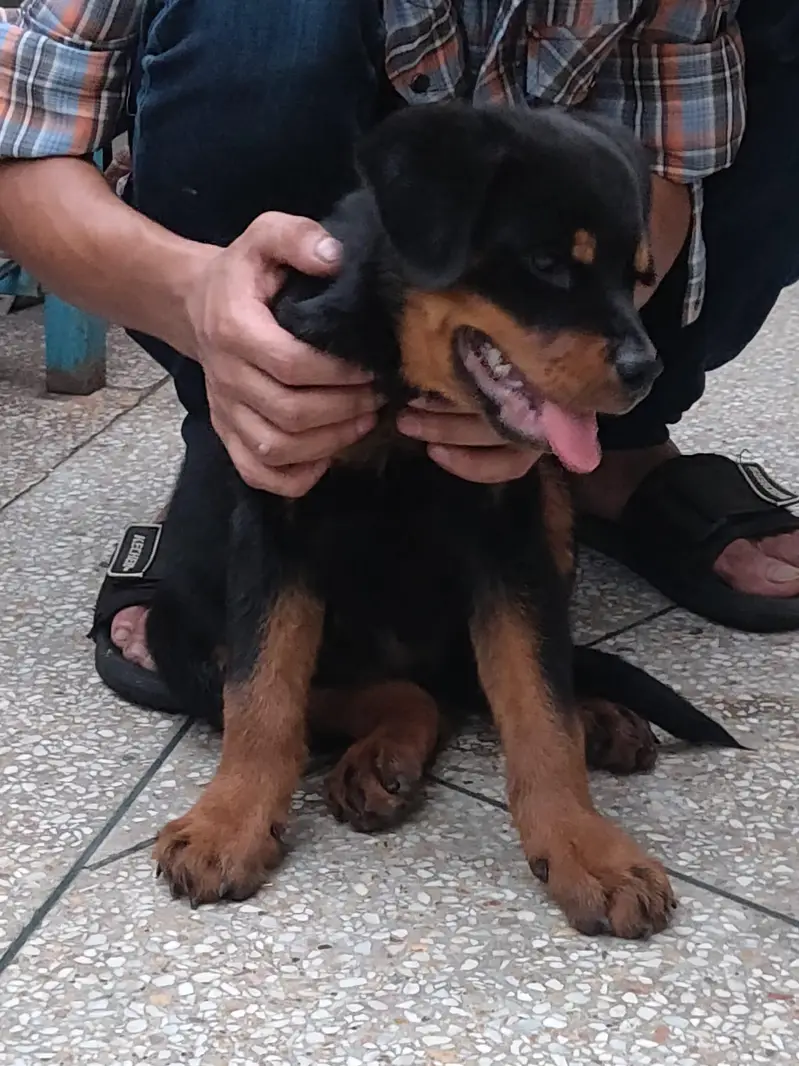 rottweiler pups available — photo 3