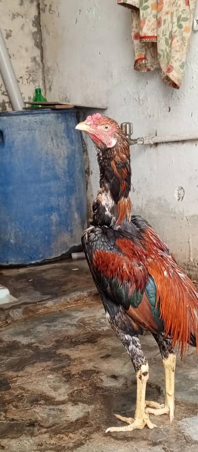 patha for sale