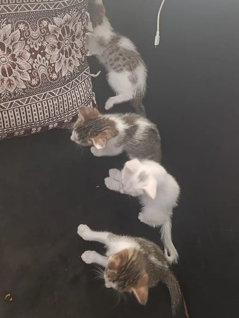 fanci cat