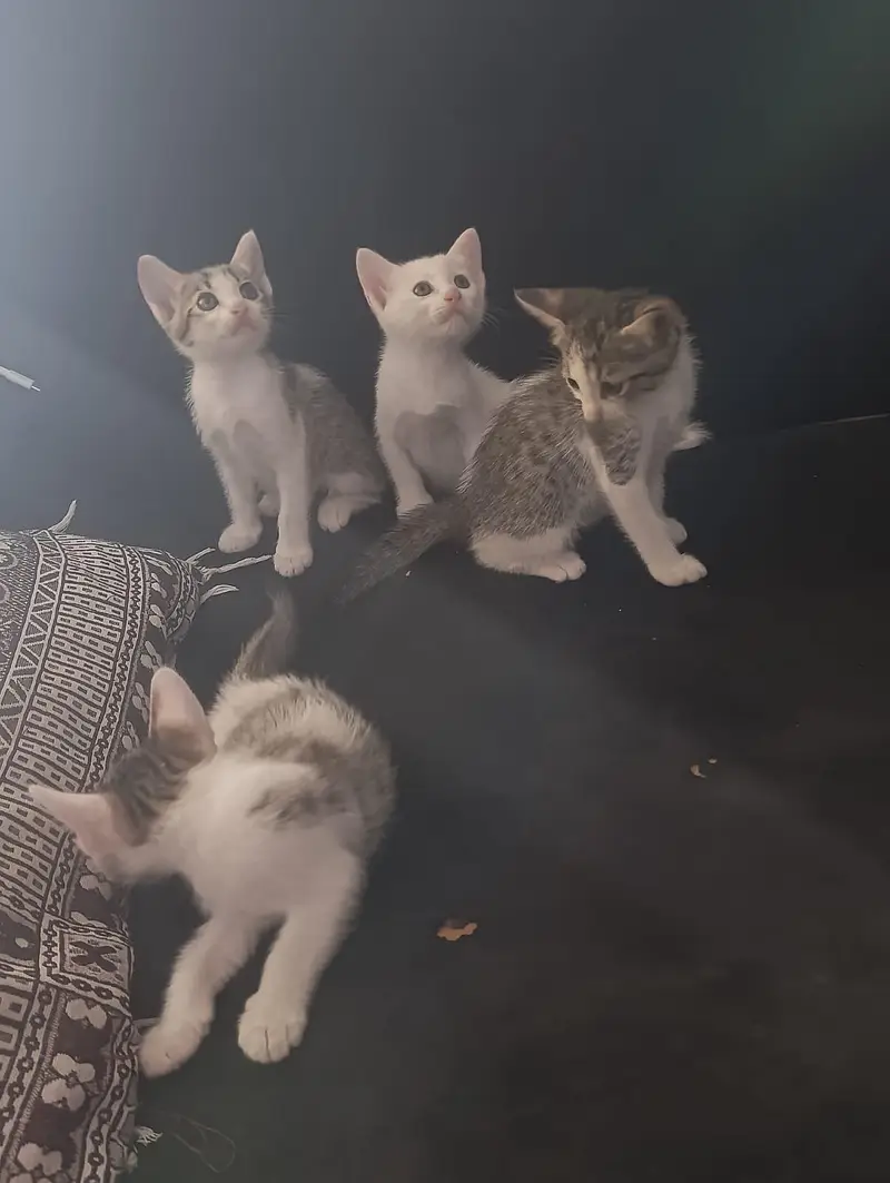 fanci cat — photo 3