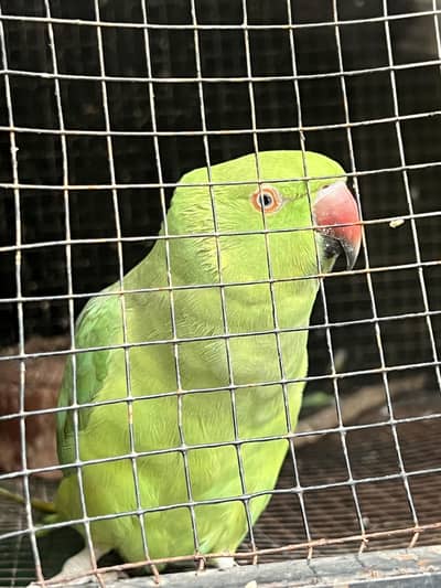 Green Parrots Katha