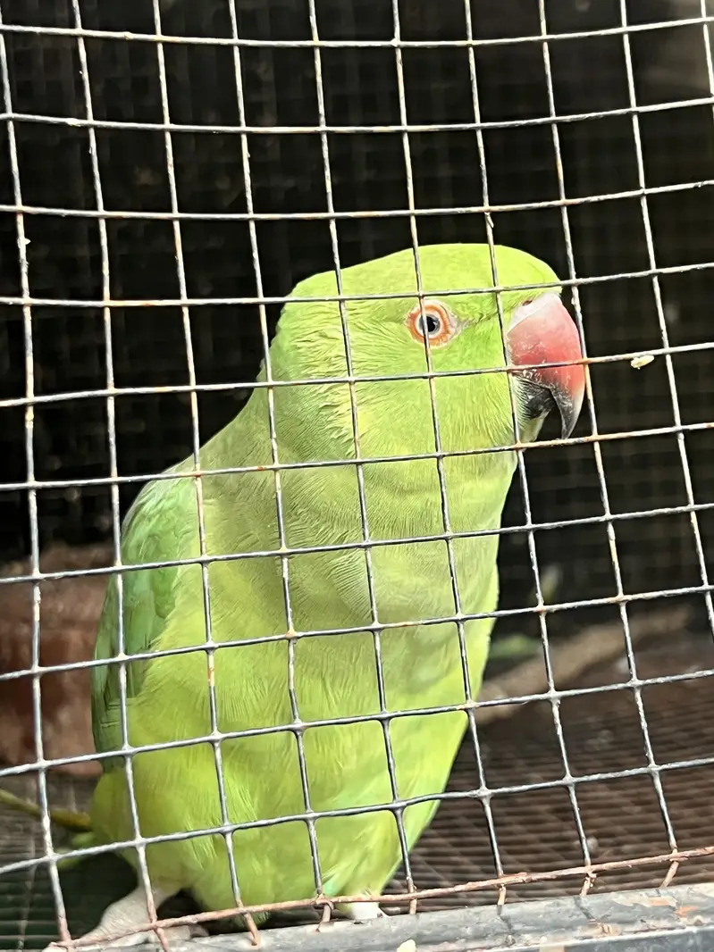 Green Parrots Katha