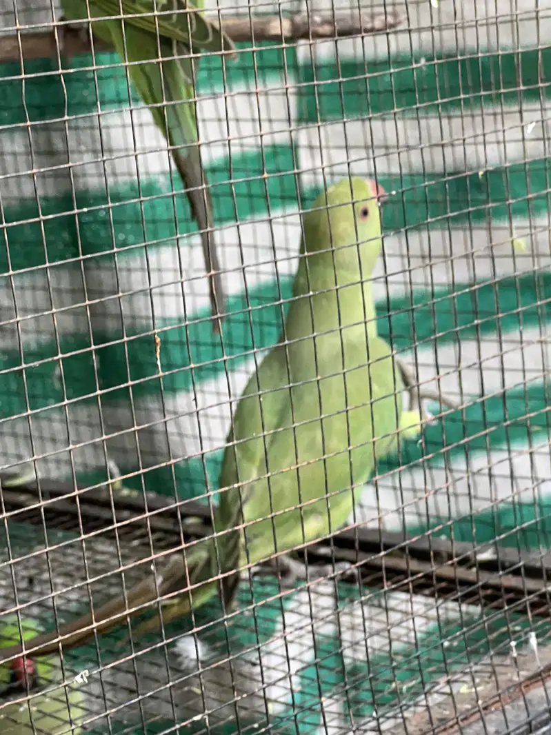 Green Parrots Katha — photo 2