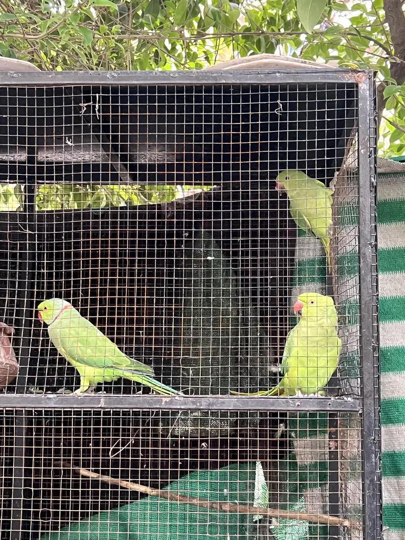 Green Parrots Katha — photo 3