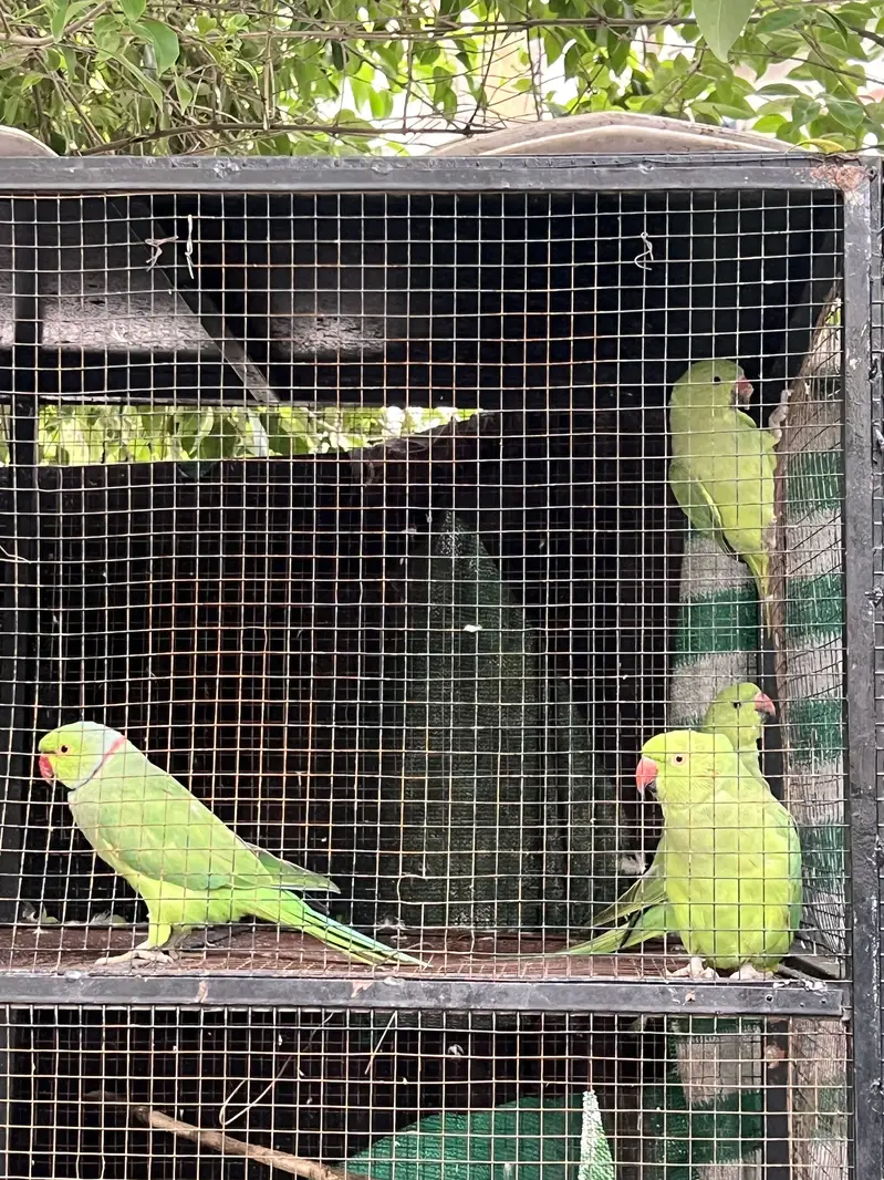 Green Parrots Katha — photo 4
