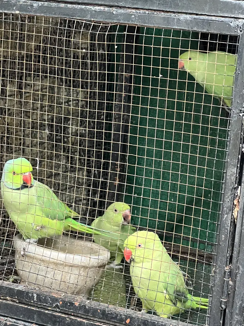 Green Parrots Katha — photo 5