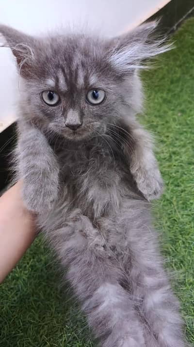 Persian gray kitten