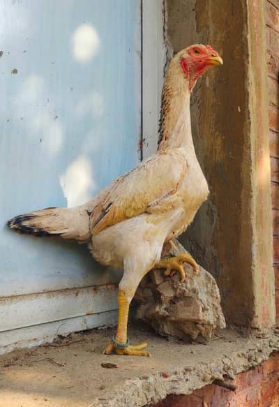 Japanese 0 shamo Hen