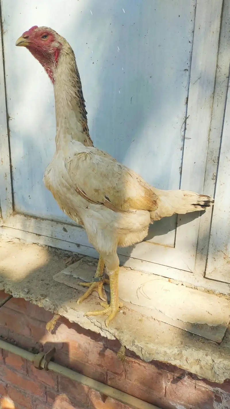 Japanese 0 shamo Hen — photo 2