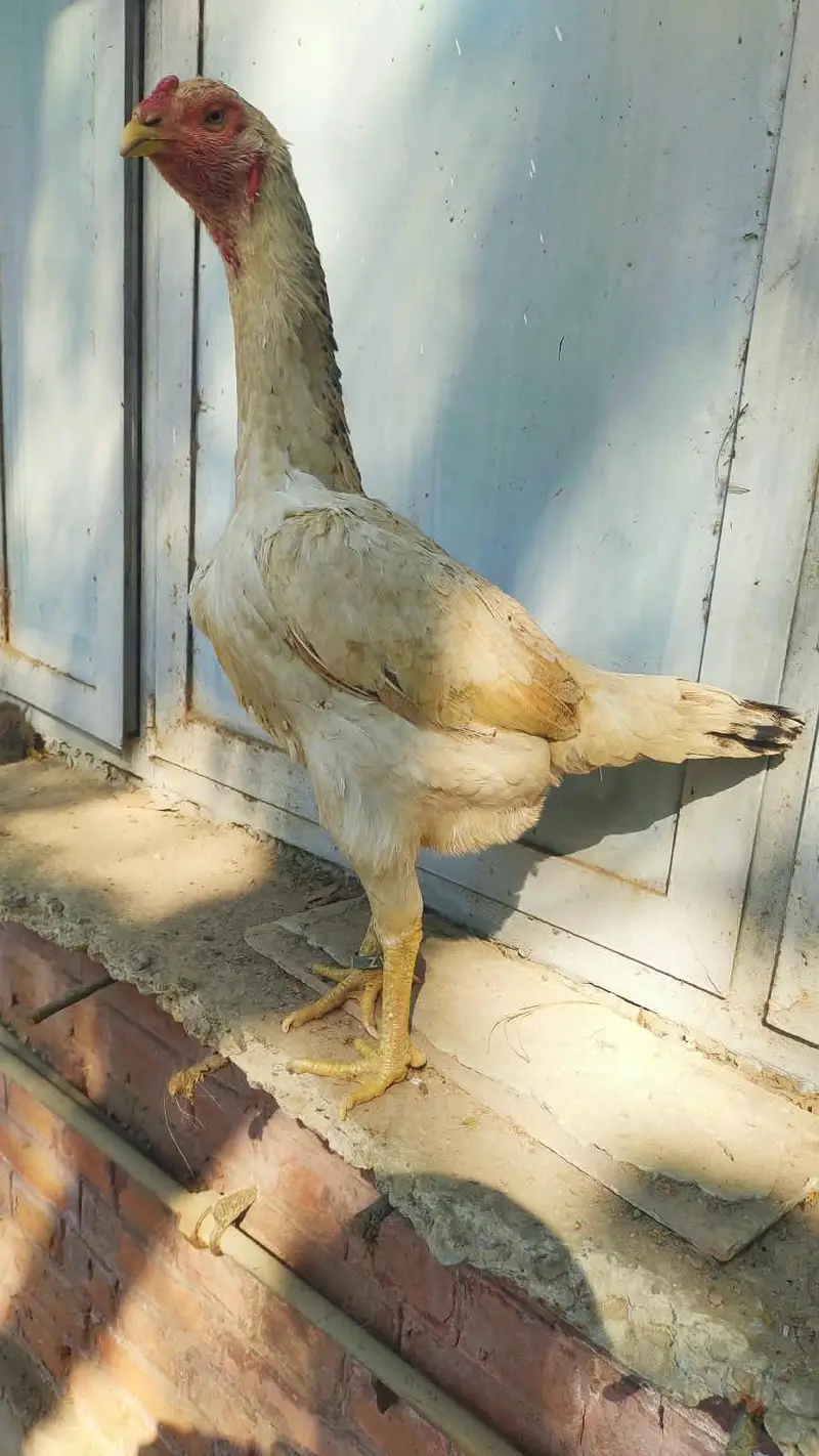 Japanese 0 shamo Hen — photo 3