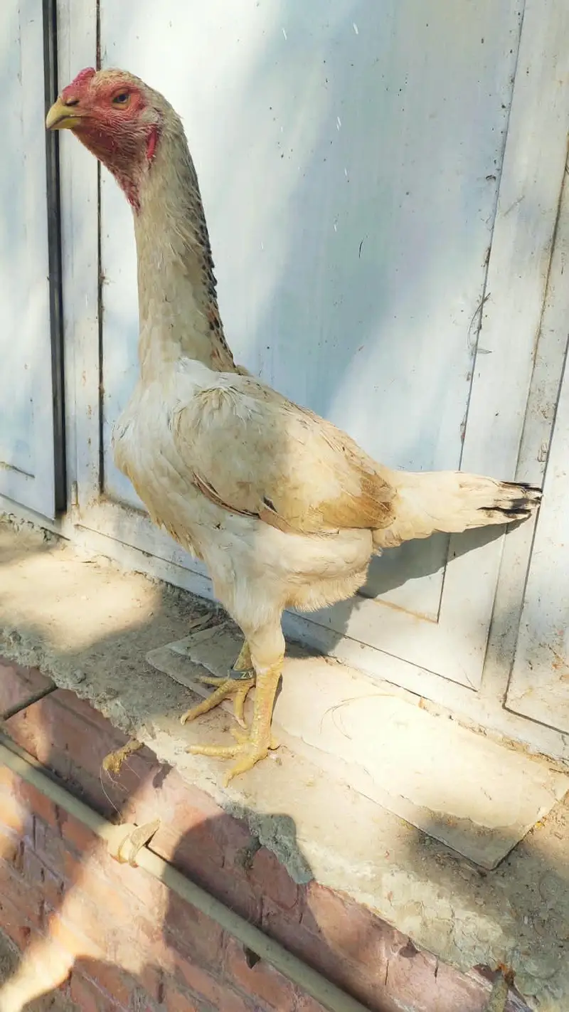 Japanese 0 shamo Hen — photo 4