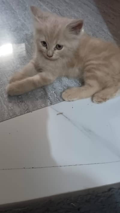 persian cat