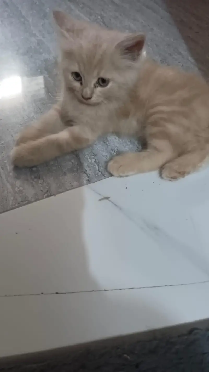 persian cat