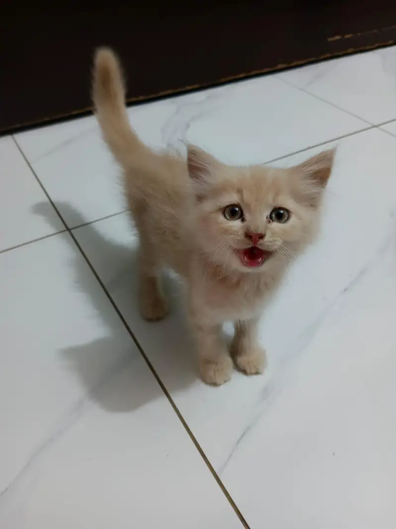persian cat — photo 2
