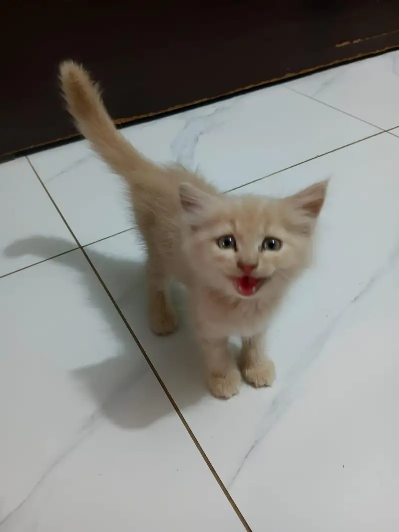persian cat — photo 3