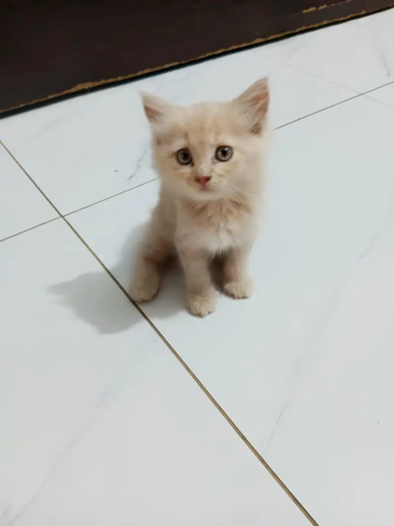 persian cat — photo 4