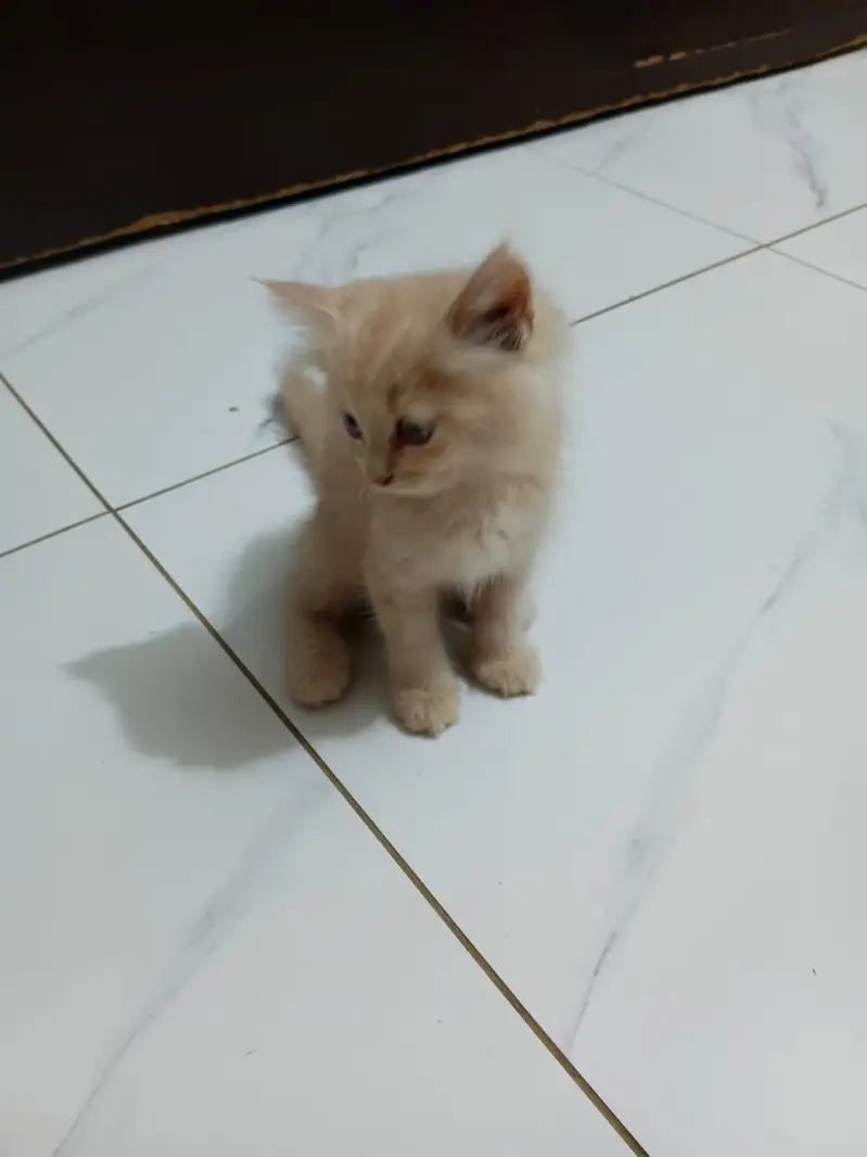 persian cat — photo 5