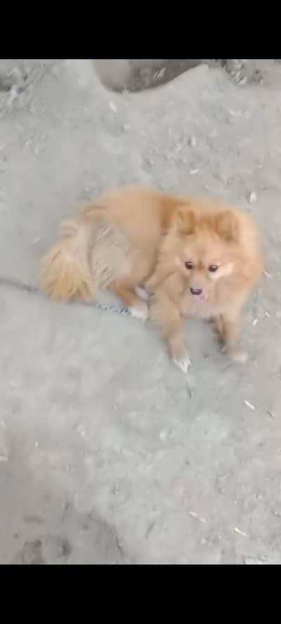 pomeranian