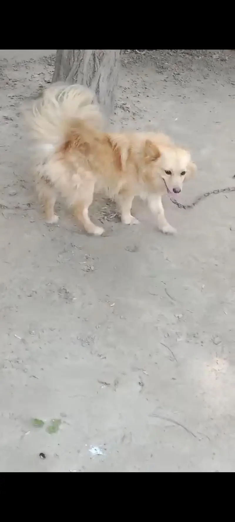 pomeranian — photo 2
