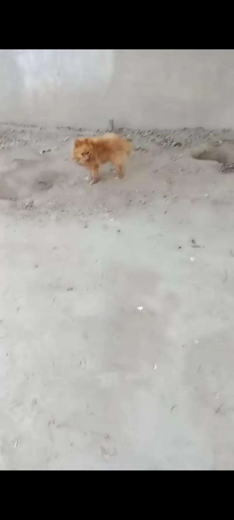pomeranian — photo 3