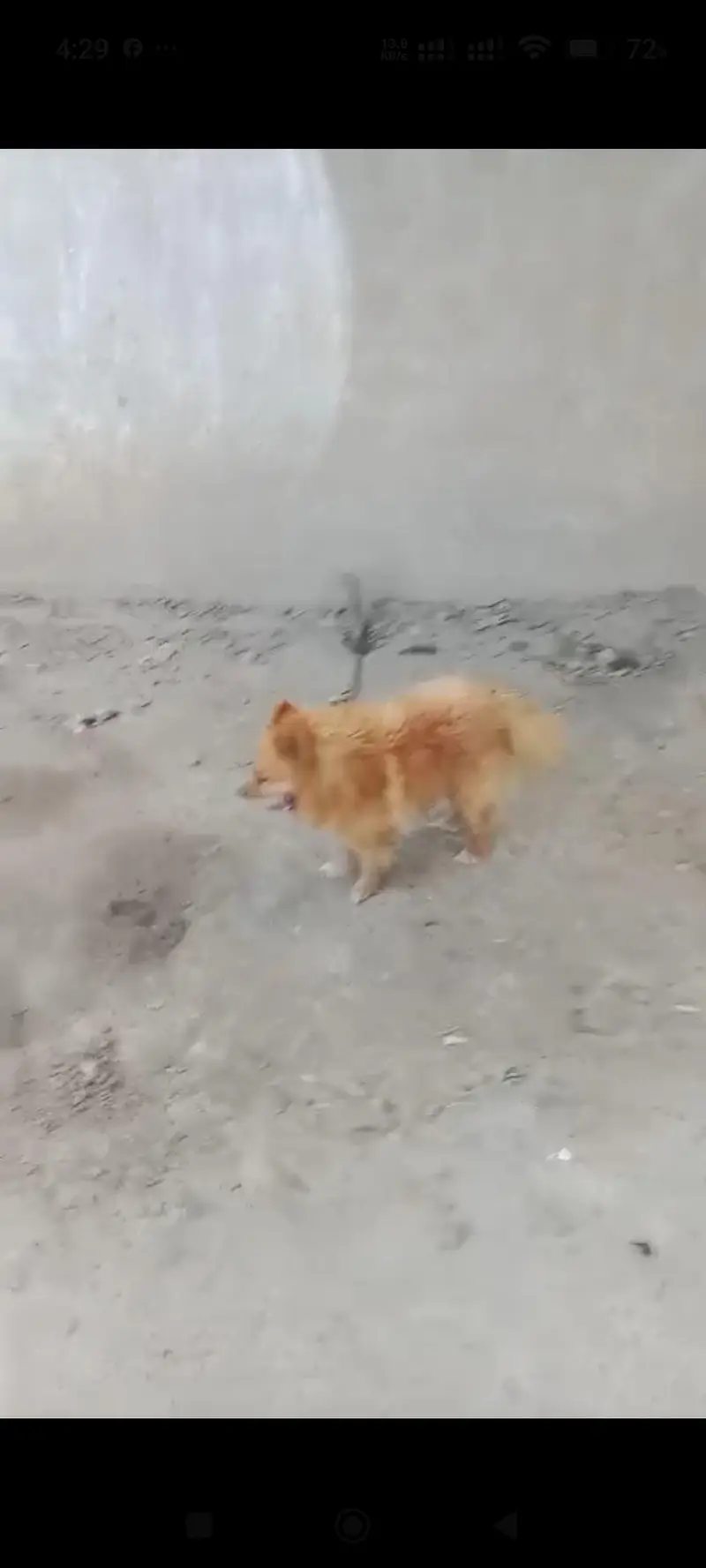 pomeranian — photo 4