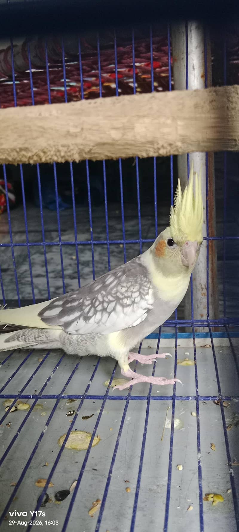 cocktail 0