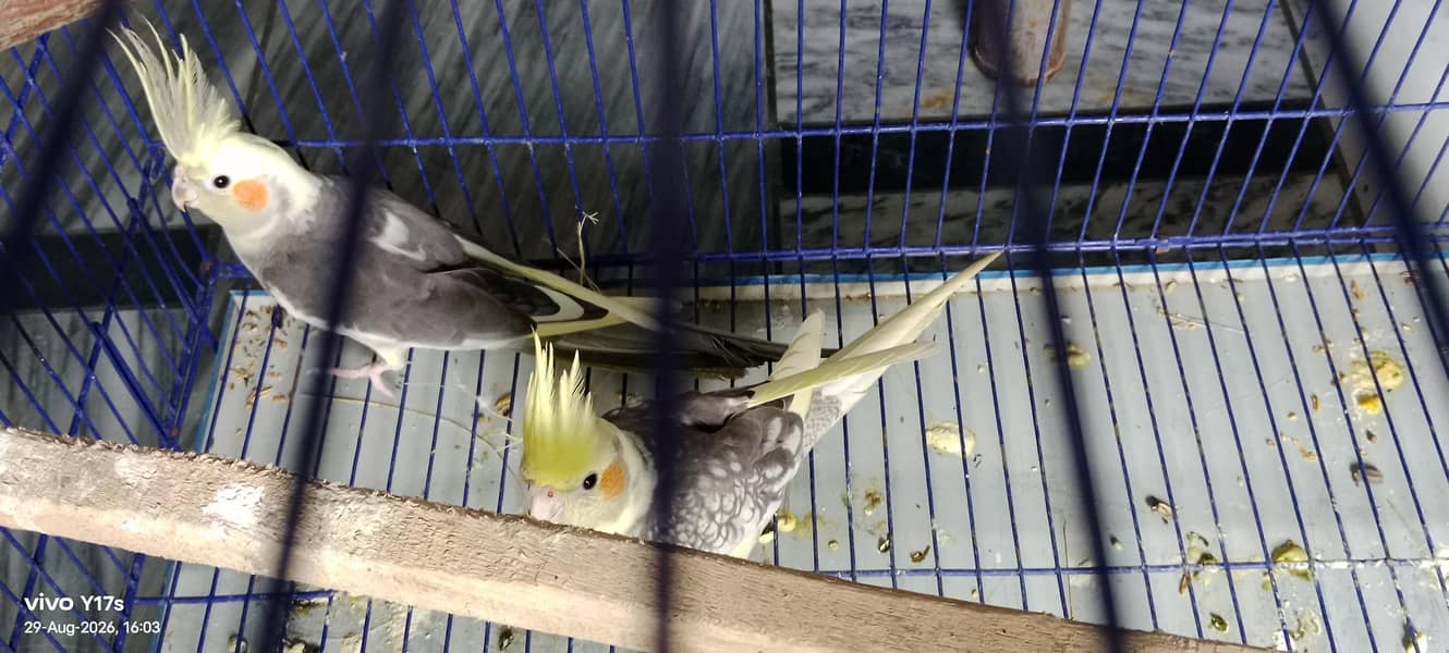 cocktail 1