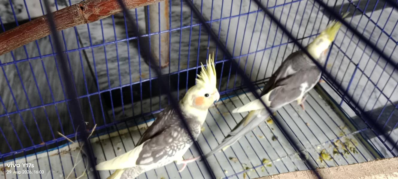 cocktail 3