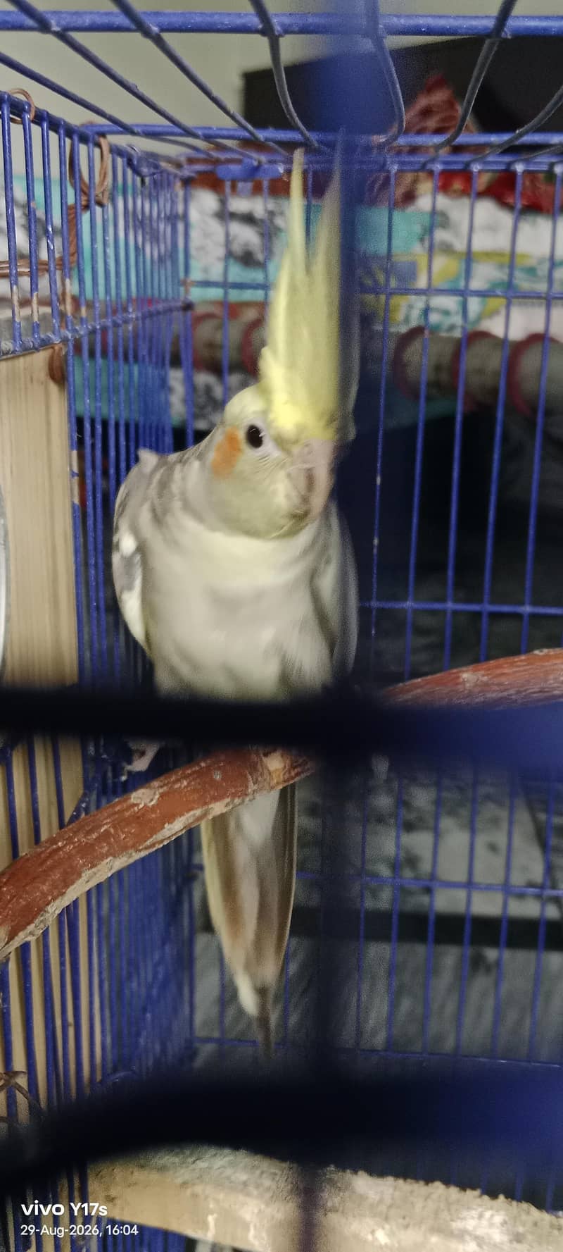 cocktail 4