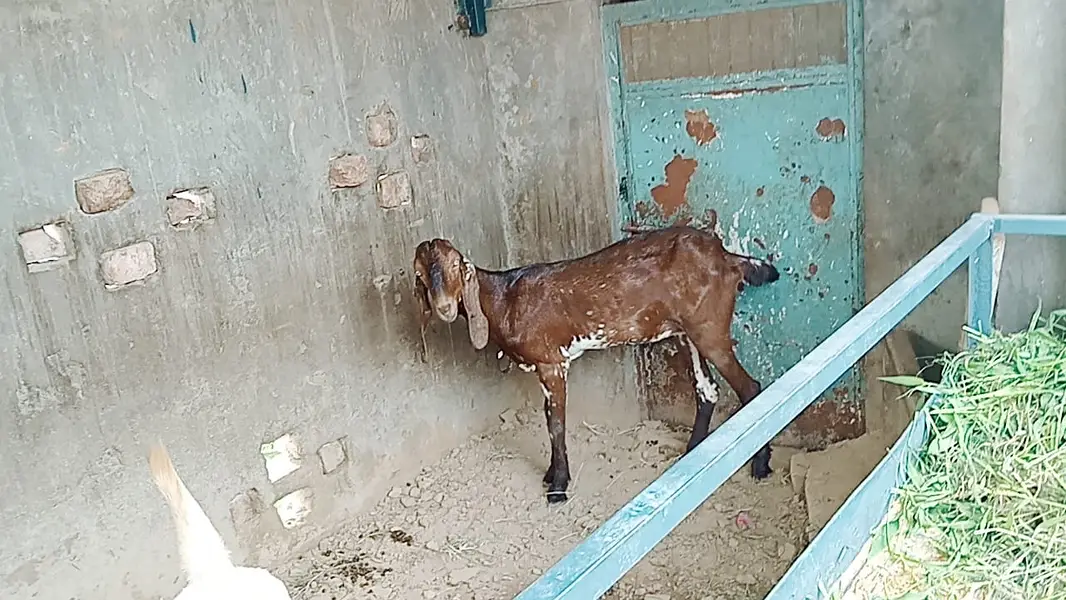 2 Female Desi Goats | 2 Dant | dogli bakri | Home Breed goat — photo 2