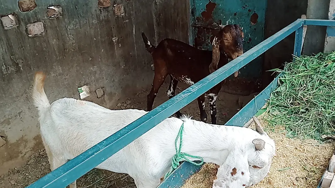 2 Female Desi Goats | 2 Dant | dogli bakri | Home Breed goat — photo 3